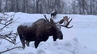 Two moose in snow eating our tree in Anchorage, Alaska