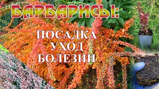 Барбарисы: посадка, уход и болезни.