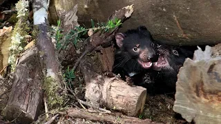 Grandes documentales - La vida secreta del demonio de Tasmania: Un demonio en la tierra