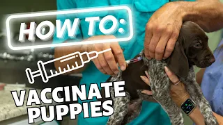 How To Vaccinate Your Puppy