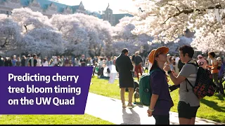 Autumn Maust on predicting cherry tree bloom timing at the UW