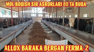 Allox baraka bergan ferma-2.Mol boqish sir asrorlari bilan.