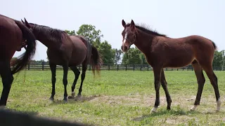 Foal Farms | Foal Play | A Kentucky Original Series