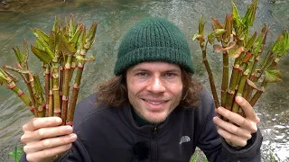 Maimorcheln und Spargelbarber - Wildkräuter und Pilze sammeln im Mai