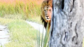 King of the jungle walking about in the early morning