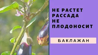 Как выращивать баклажаны для отличного урожая ? ВСЕГО НЕСКОЛЬКО СОВЕТОВ И ПОЛУЧИТЕ РЕЗУЛЬТАТ !