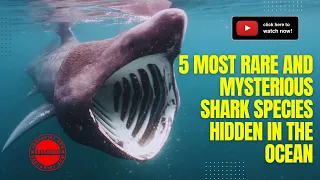 5 Most Rare and Mysterious Shark Species Hidden in the Ocean