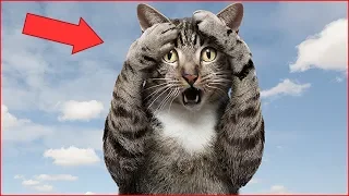 ВАУ! ГОВОРЯЩИЕ КОТЫ И КОШКИ 2019 СМЕШНЫЕ КОТЫ И КОШКИ 2018 ПРИКОЛЫ С КОТАМИ 2019 Fanny cats