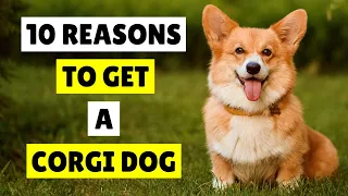 10 Reasons Why You Should Get a Corgi Dog 🧡