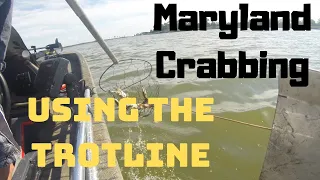 Maryland crabbing using the trotline 2019