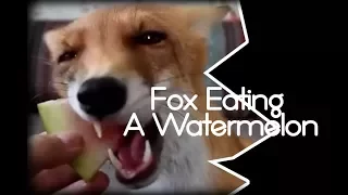 Fox Eating A Watermelon