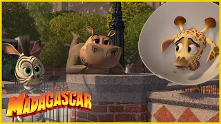 DreamWorks Madagascar | Animales Bebés | Madagascar  Escape 2 África