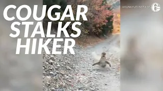 Viral video shows cougar stalking Utah hiker in terrifying 6-minute encounter