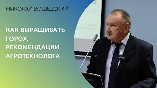 Как выращивать горох | Рекомендации агротехнолога