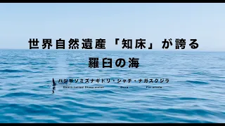 世界自然遺産「知床」が誇る羅臼の海〜ハシボソミズナギドリ・シャチ・ナガスクジラ〜