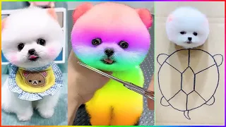 Funny and Cute Dog Pomeranian 😍🐶| Funny Puppy Videos #335