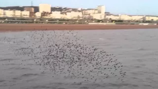 Starling murmuration off Brighton Pier