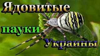 Какие ядовитые пауки водятся в Украине? Как спастись от укусов паука!