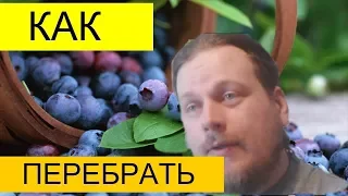 КАК БЫСТРО ПЕРЕБРАТЬ ЧЕРНИКУ ОТ МУСОРА