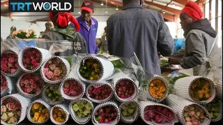 Climate policy threatens Kenyan flower farmers | Money Talks