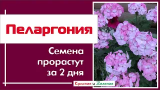 ПЕЛАРГОНИЯ. Разбудим семена за 2 дня!