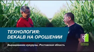 Технология выращивания кукурузы на капельном орошении