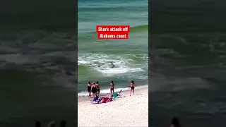 Shark attack off Alabama beach.  Hammerhead.