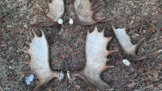 Most Brown Moose Sheds in a Day!