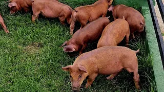 porcos pietran com duroc quer ganha um ?🐖🐷🏃‍♂️⏳️