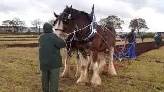 Clydesdale Horses Ploughing Plowing near Kinross Scotland.