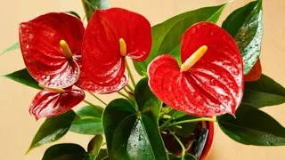 안투리움 ANTHURIUM ROOT DIVIDING & SOIL MEDIA#plants  #anthurium #flowers #indoorplants