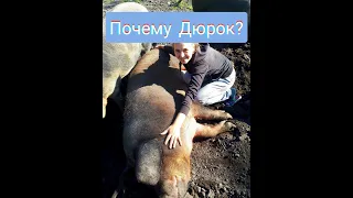 Почему мы выбрали породу дюрок?Как растёт дюрок🐷