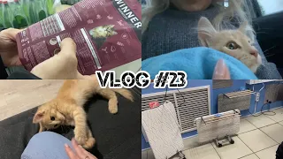 VLOG #23. Завели кота! 🐈