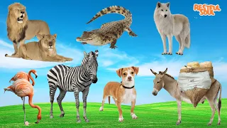Lovely Animal Sounds: Lion, Crocodile, Wolf, Flamingo, Zebra, Dog, Donkey | Animal Moments
