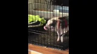 Mini pig temper tantrum