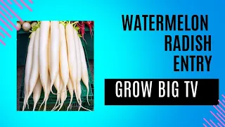 #growbig24 - Watermelon Radish Entry 🌱 Hosted By: Grow Big TV/Deadline: April 30th /First Prize $100