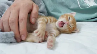 Baby Kitten Wakes up From Sleep and Makes A Babbling Sound
