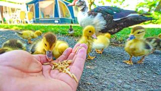 BABY EENDJES ETEN ALLES VANUIT MIJN HAND! #2542