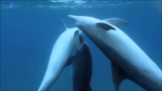 Dolphins on Drugs - Pass the Puffer!