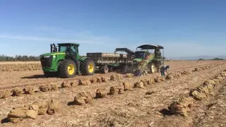 Brawley, CA - Onion Harvest - May 4, 2016, part 1