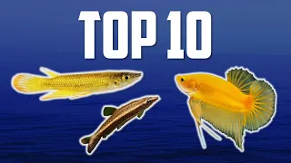 10 Top Dwelling Fish for Your Aquarium