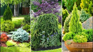 Transform Your Yard 🍀 Evergreen Landscape Design Ideas for Year-Round Beauty