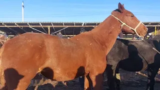 Каратас мал базары #ат #жылкы #карабулак #мал #базар #cow #horse