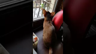 Абиссинский кот Серафим и птички. abyssinian cat