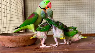 Raw Talking Parrots Naturally Feeding Baby 😘