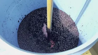 Making Red Wine