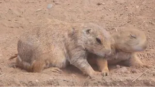 Got 3.7 Minutes to Learn About the  Wichita Mountains Wildlife Refuge in Oklahoma?