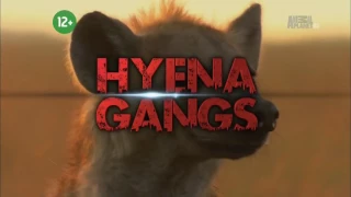 Гангстеры дикой природы - Gangland Killers. Гиены - Hyena Gangs