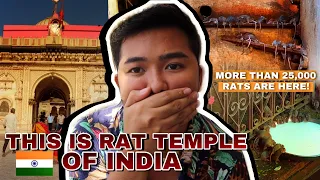 [ENG SUB] OMG MORE THAN 25,000 RATS ARE LIVING IN THIS TEMPLE IN INDIA 🇮🇳