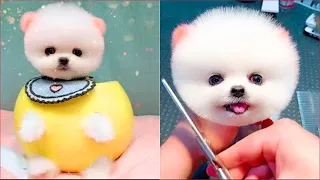 Tik Tok Chó Phốc Sóc Mini 😍 Funny and Cute Pomeranian #158